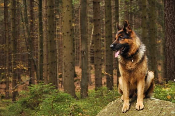 Pasmine pasa – kako odabrati psa koji odgovara vašem načinu života