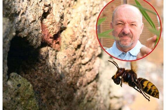 I u Istri sve više dojava o stršljenima: 'Ljudi zanemare opasnost, a posljedice mogu biti kobne - kao nedavno u Zagorju'