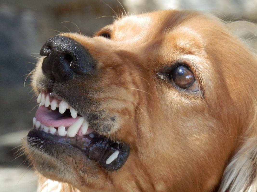 Pet pasa izgrizlo 63-godišnjeg muškarca. Vlasnica dobila kaznu